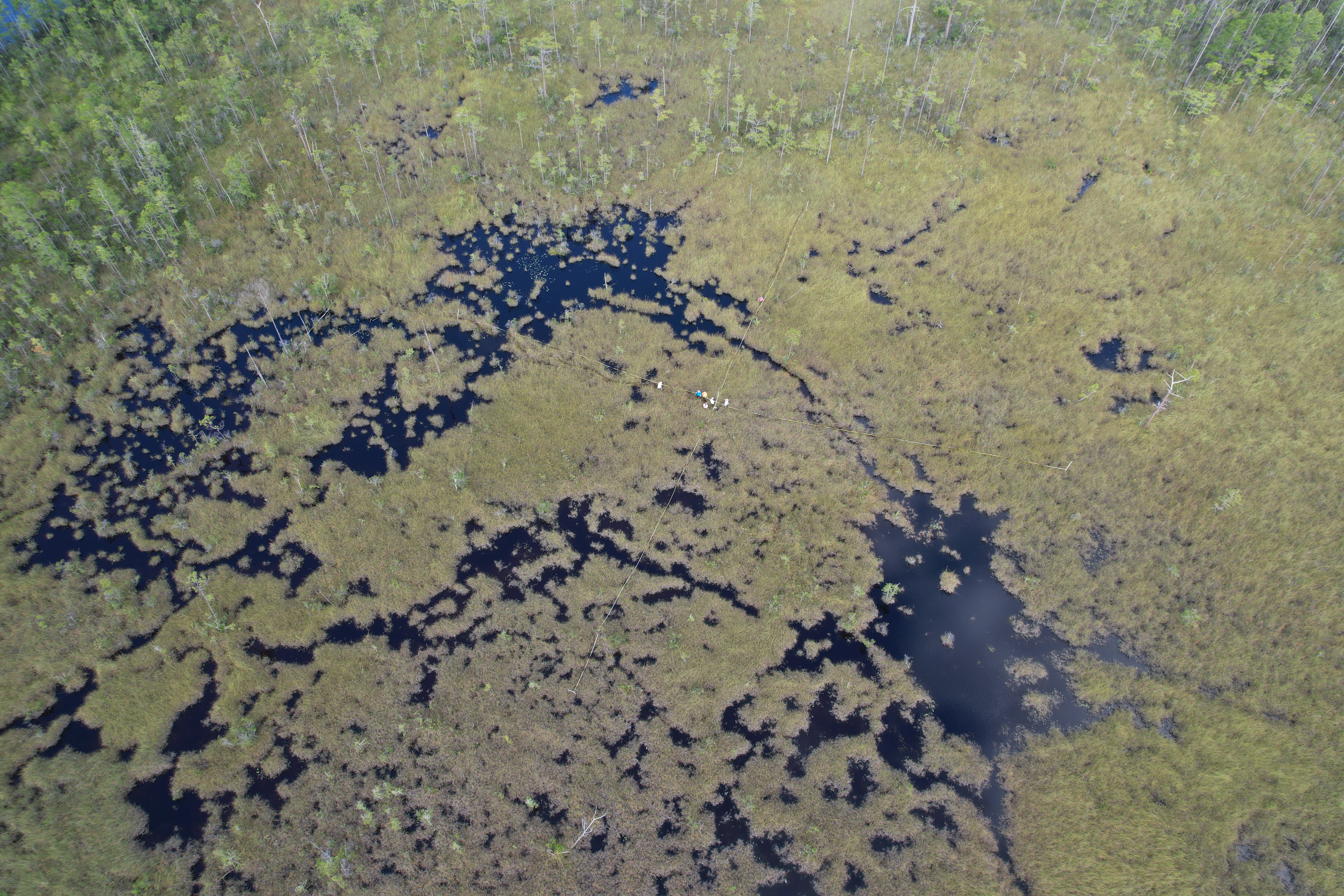 Aerial shot of researchers laying out survey plot in a wetland