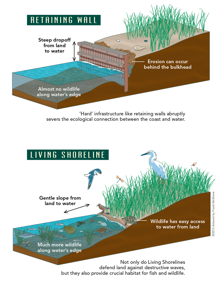 Graphic showing the profile of a retaining wall vs. a living shoreline and the benefits of a living shoreline