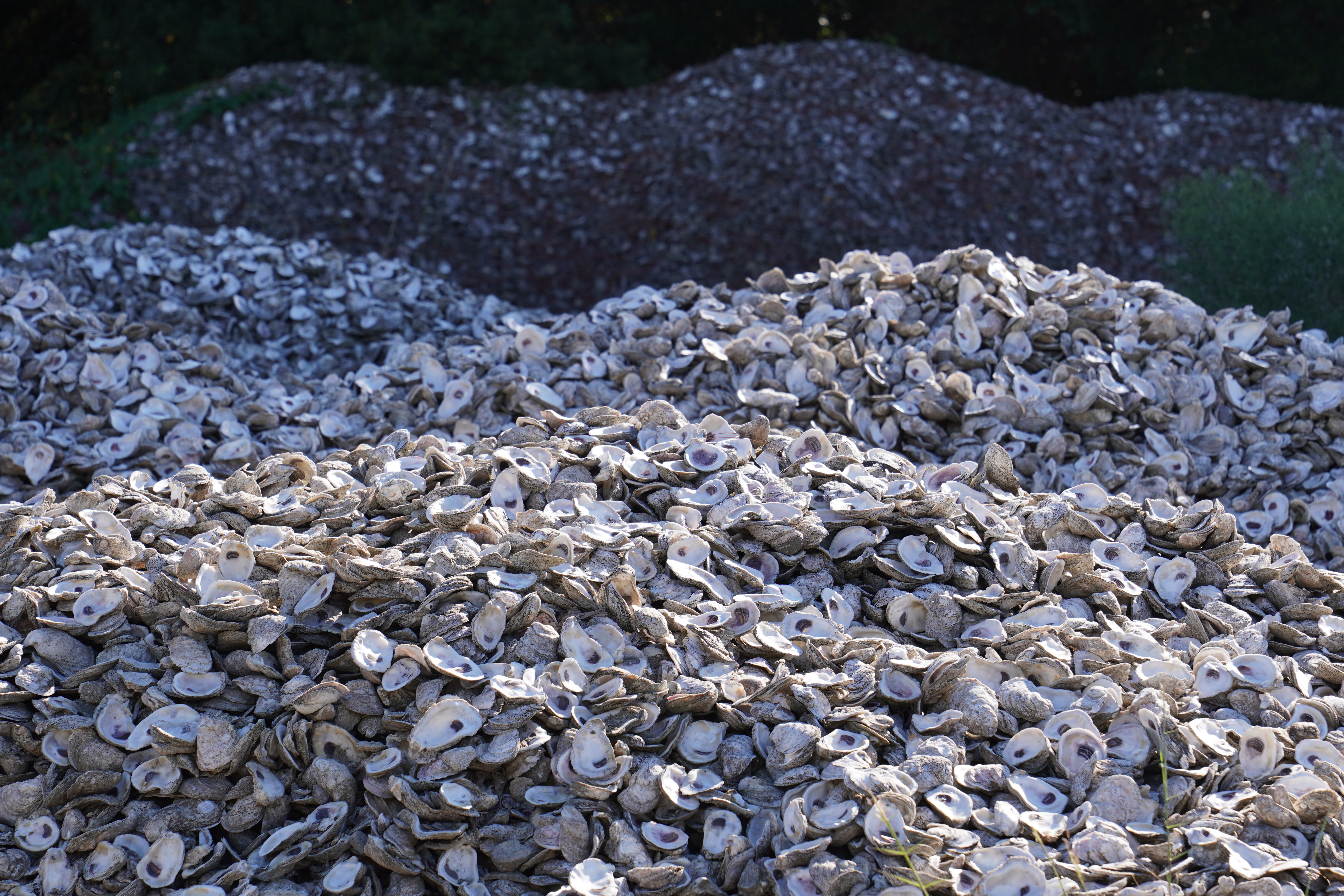 Pile of oyster shells
