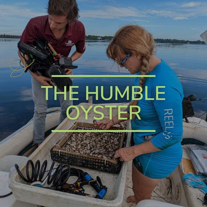 The Humble Oyster