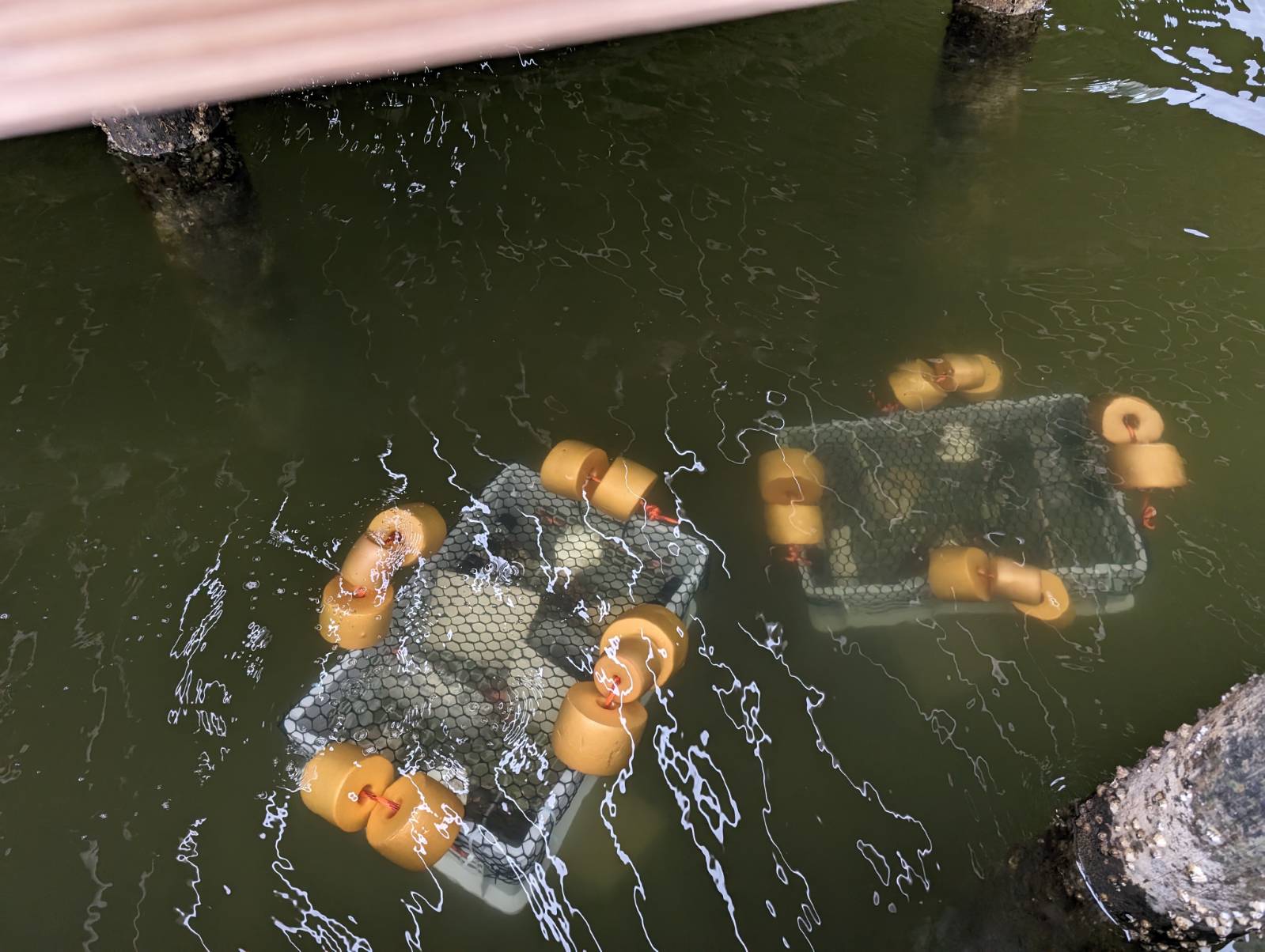 Two baskey arrays with settlement materials attached in the water
