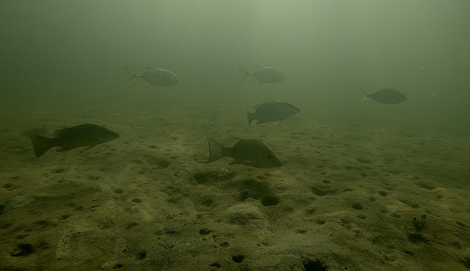 Underwater photos of Jack, Pinfish, and Mangrove Sanpper