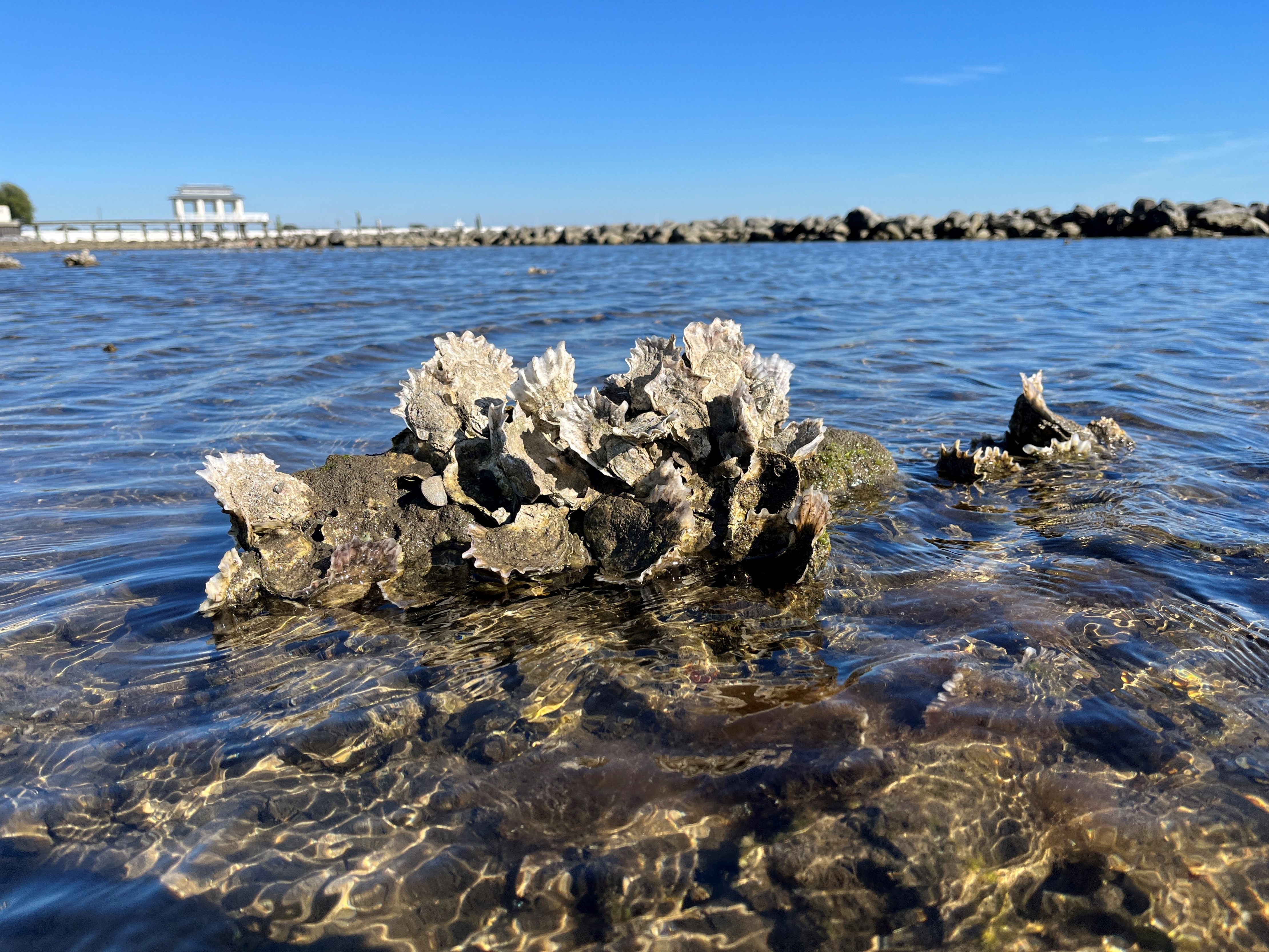 Oyster emerging from water