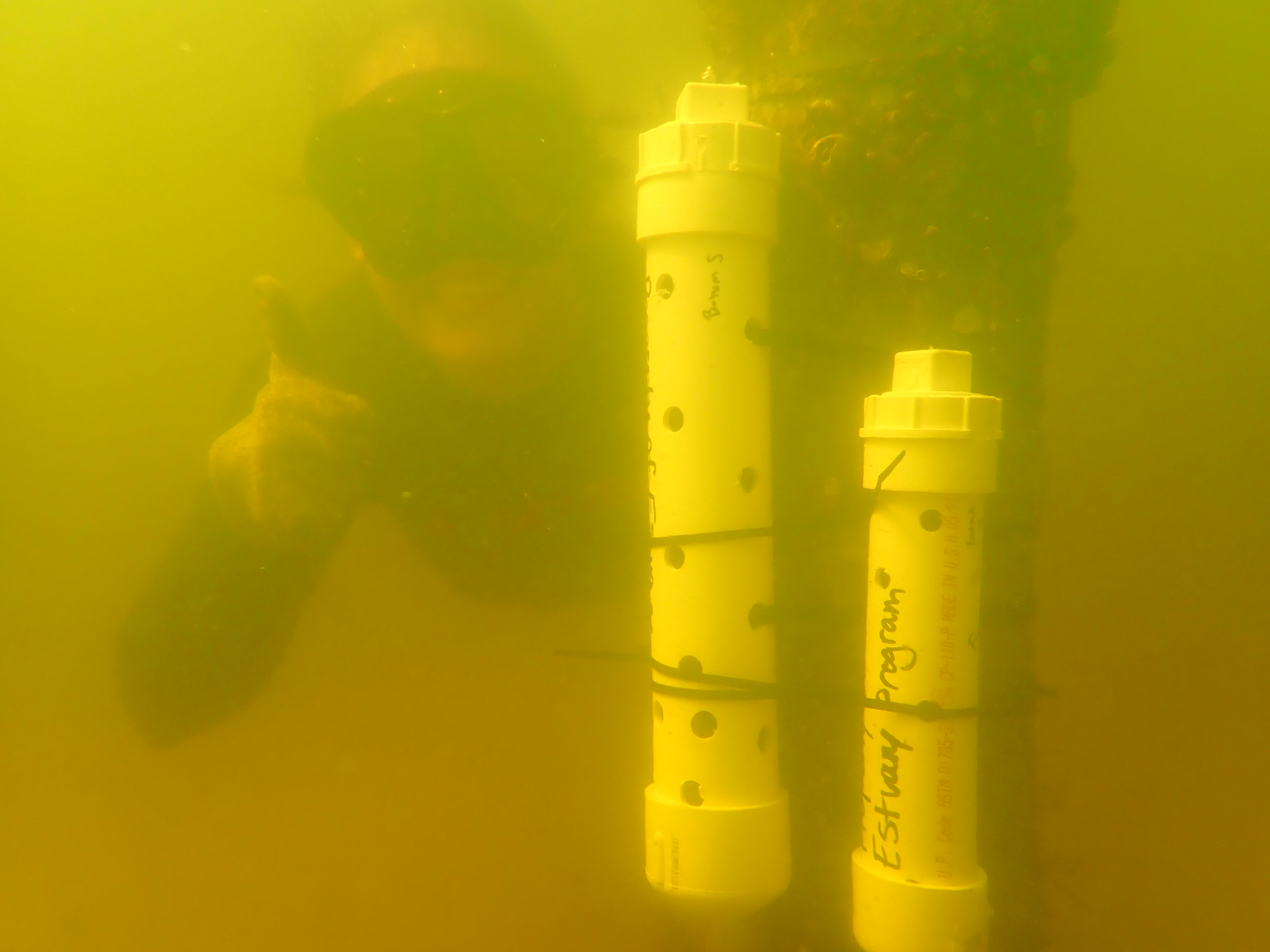 Researchers underwater next to water quality sonde attached to oyster cage