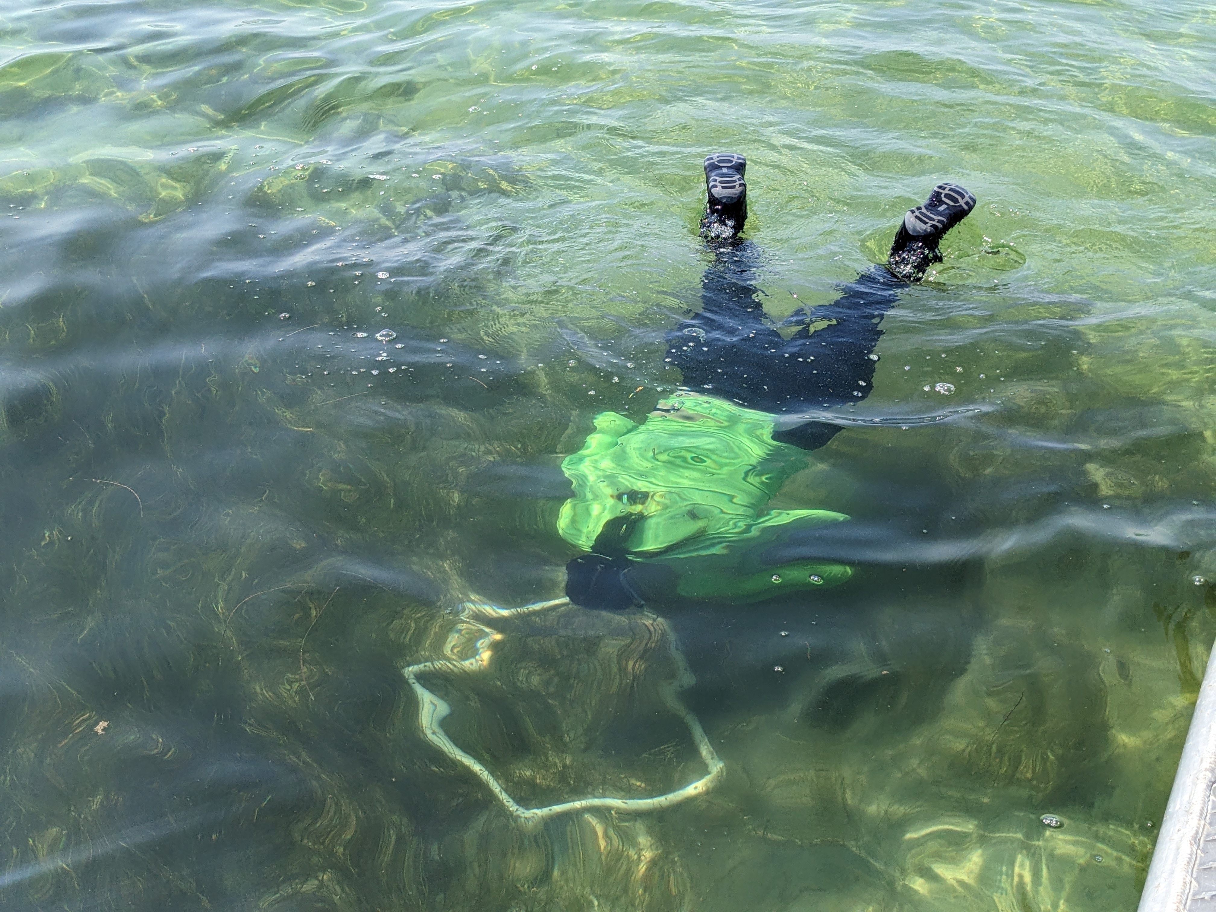 Researcher underwater estimating percent cover in quadrat