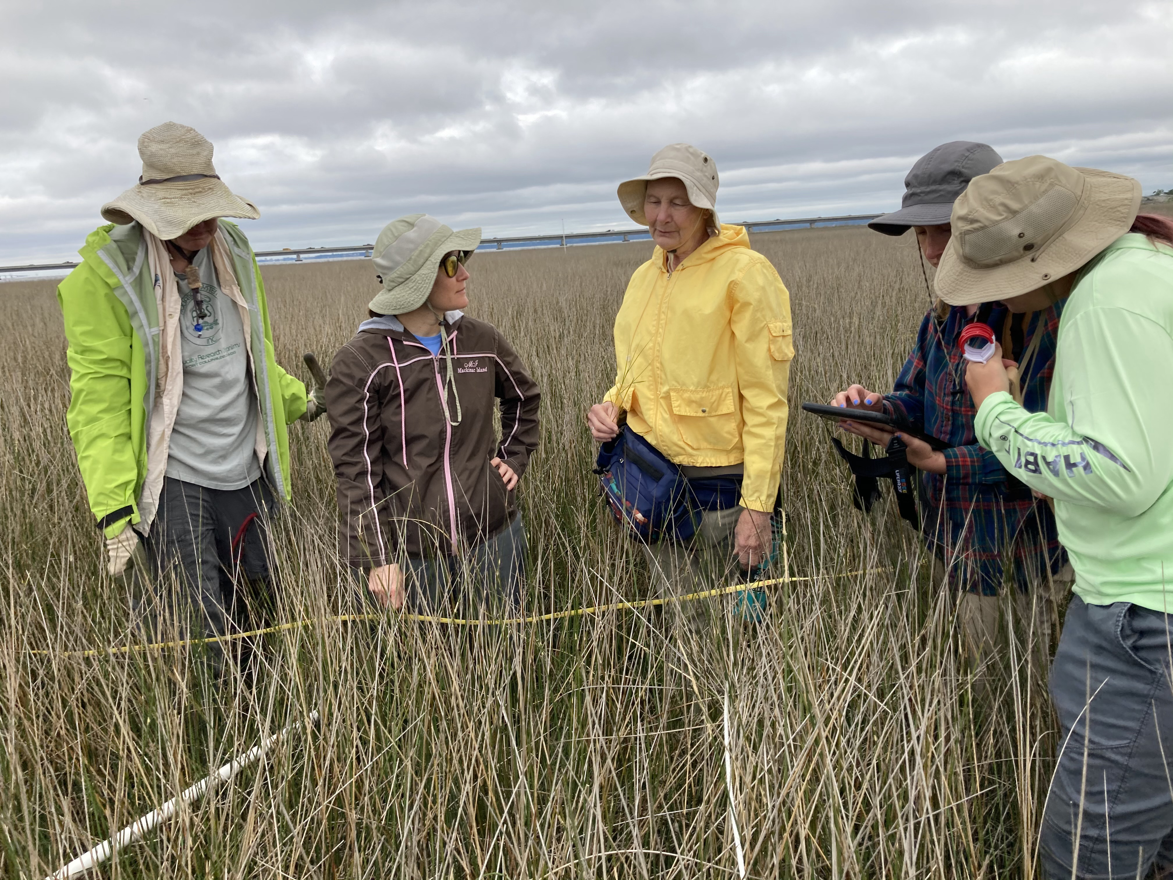 Five researchers standing in estuary with transect tape