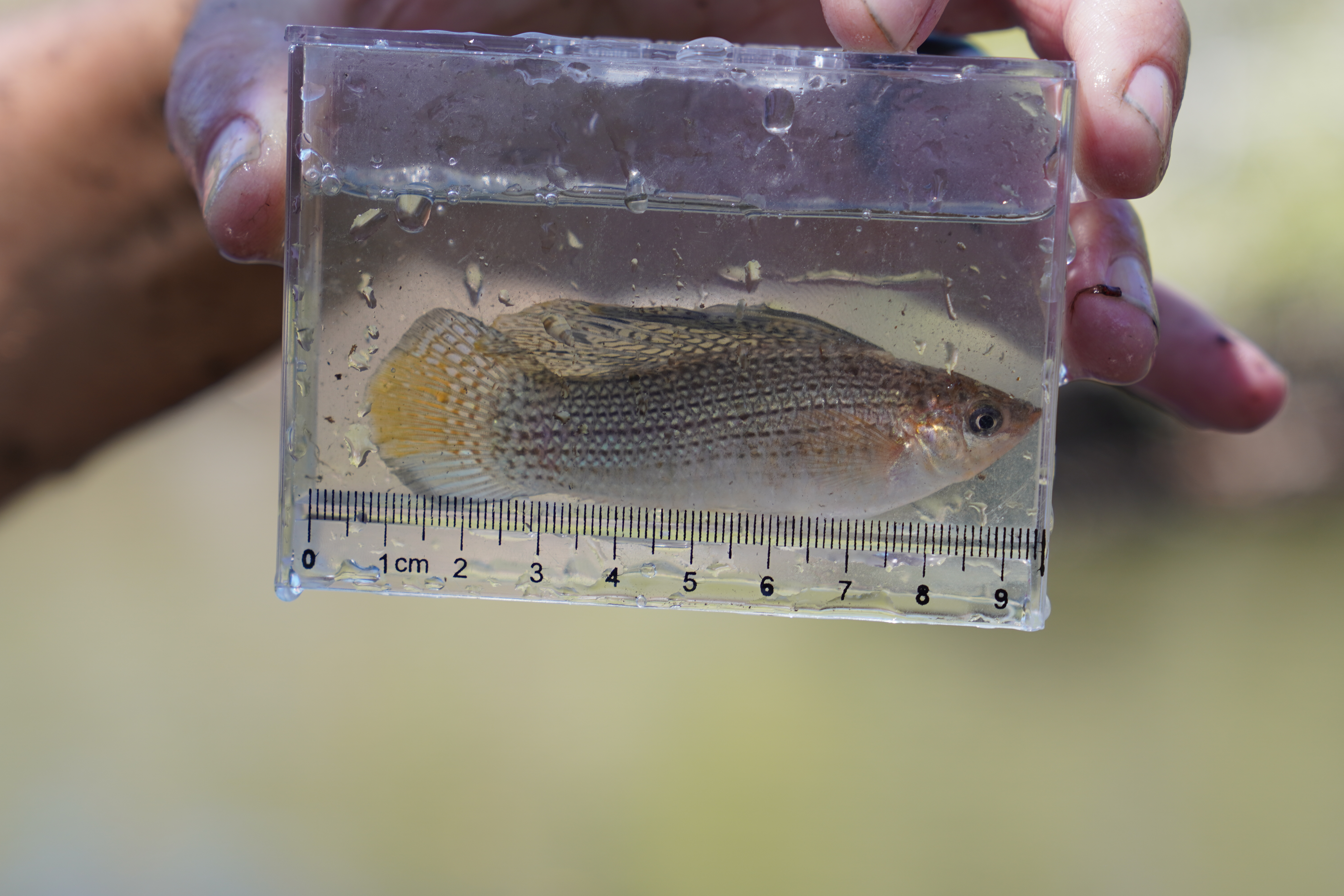 Sailfin Molly Fish