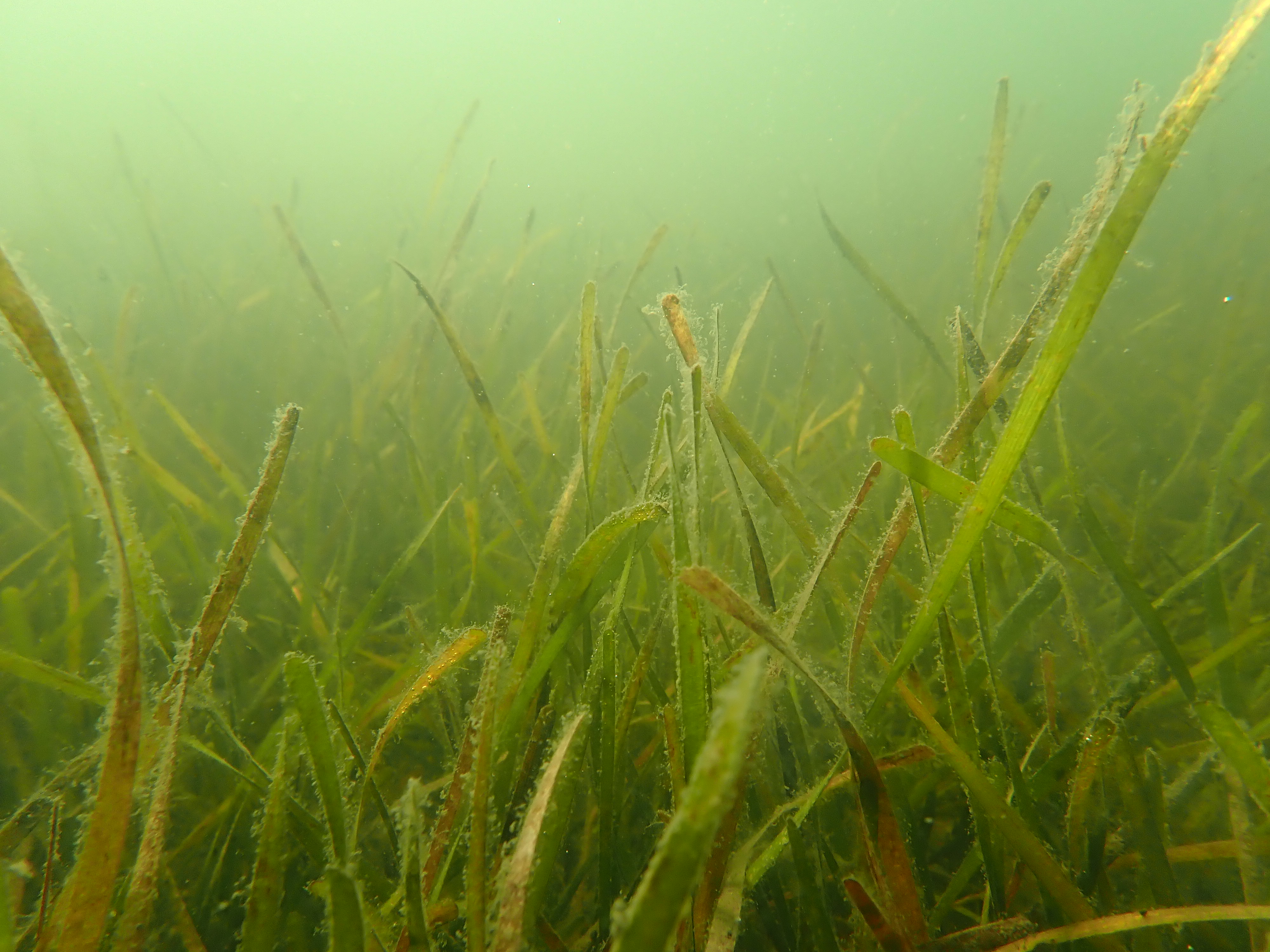 Turtle grass seagrass bed