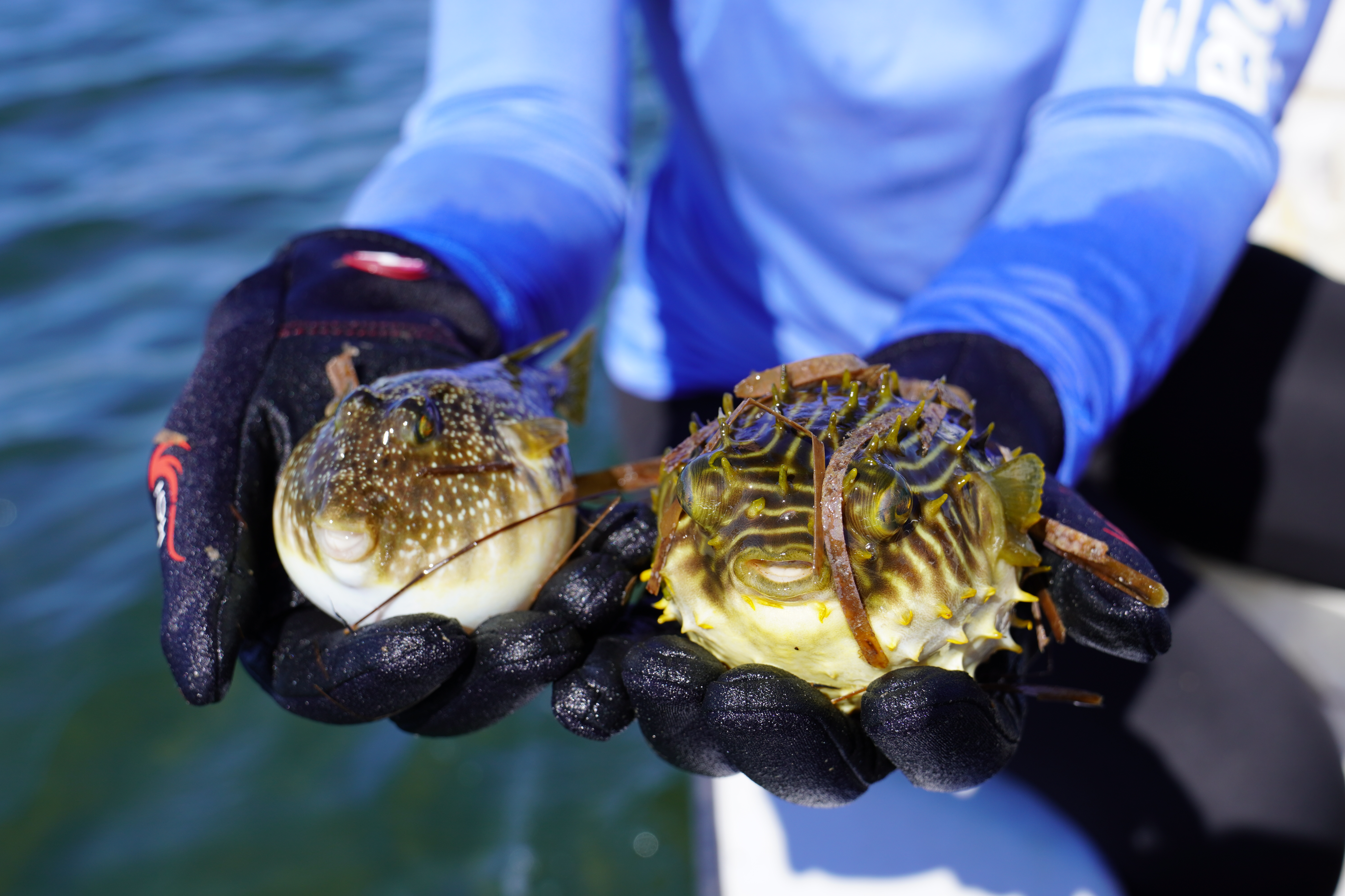 Pufferfish and Burrfish