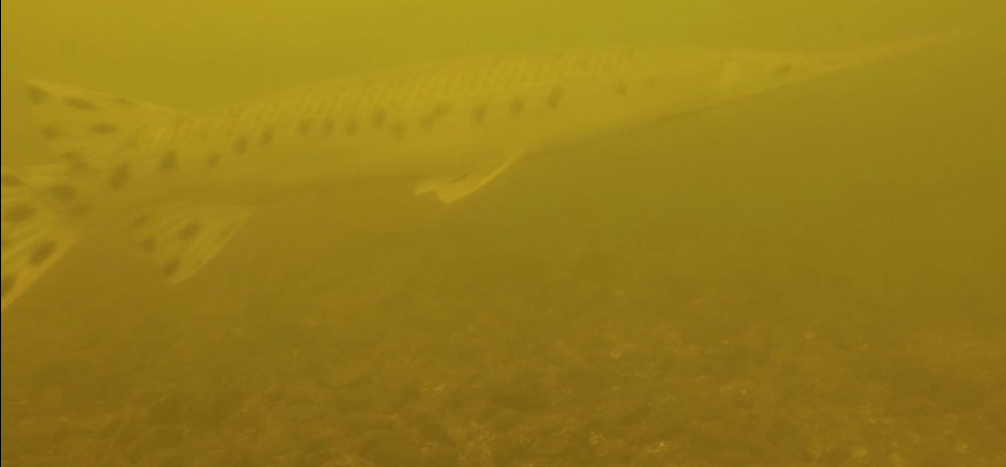 Underwater photo of a gar