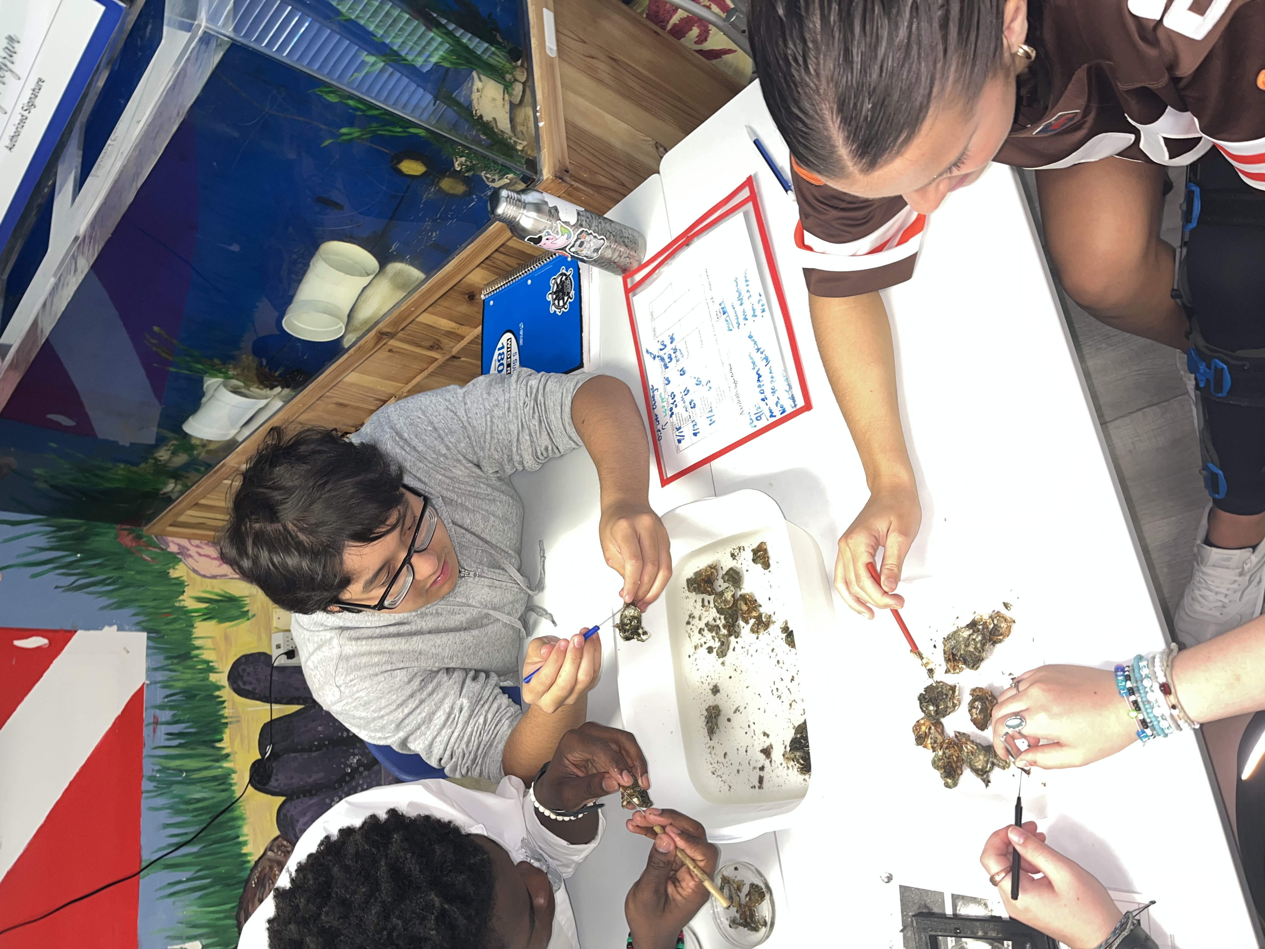 Four students sitting around a table examining oyster shells