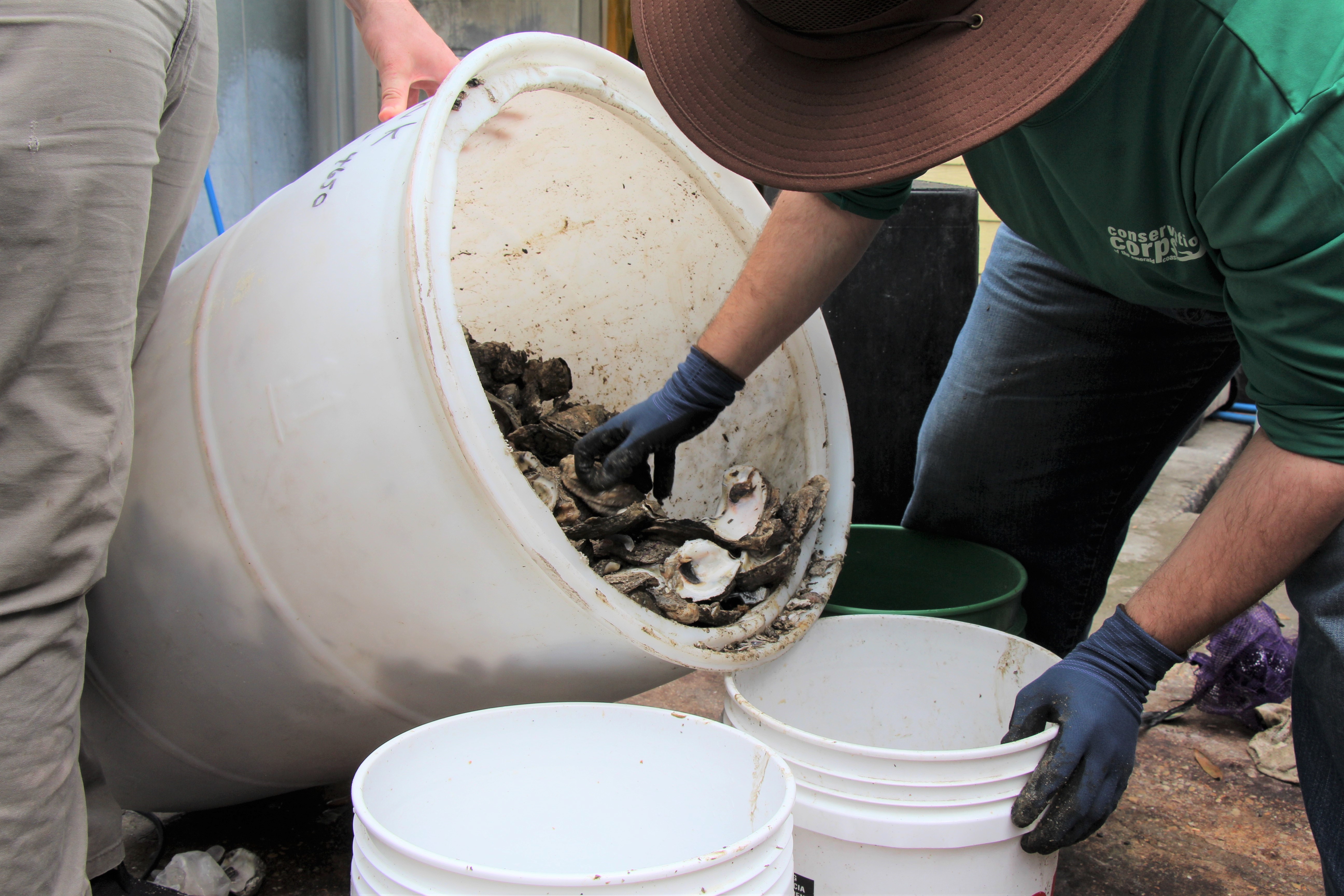 Person emptying oyster shell from bucket