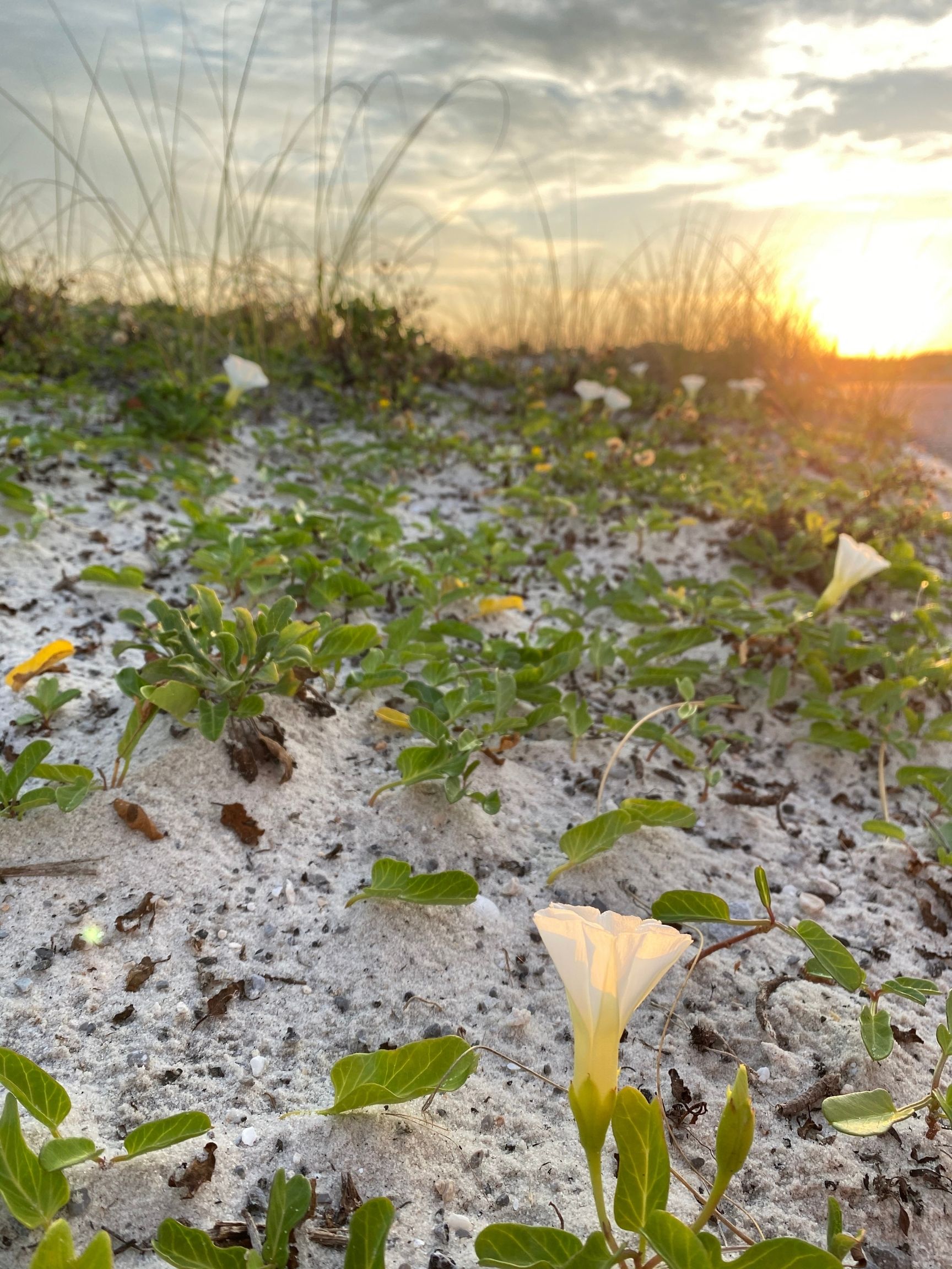 Morning Glory on dunes