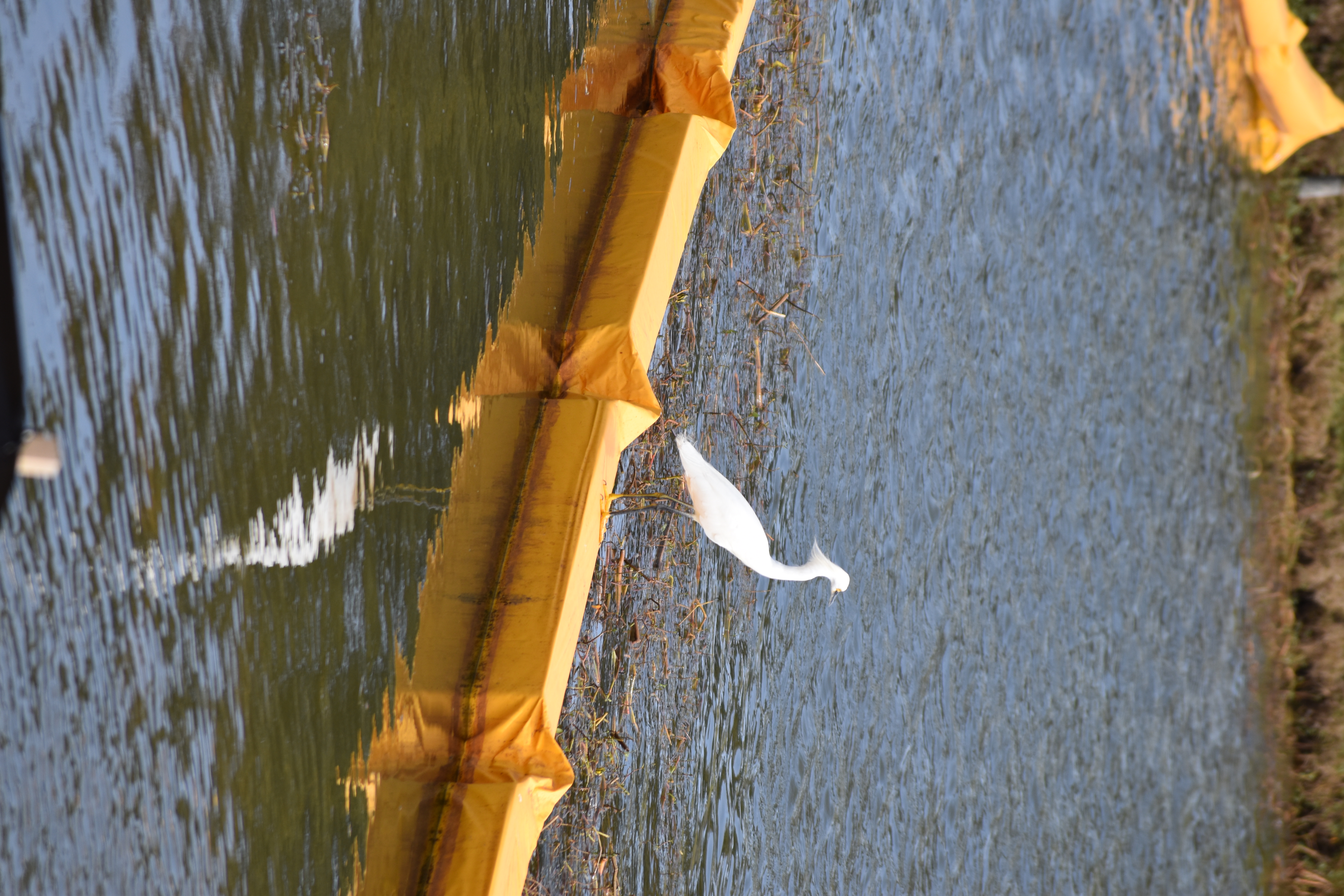 Snowy Egret on Turbidity Curtain- Photo taken by Samantha Richardson