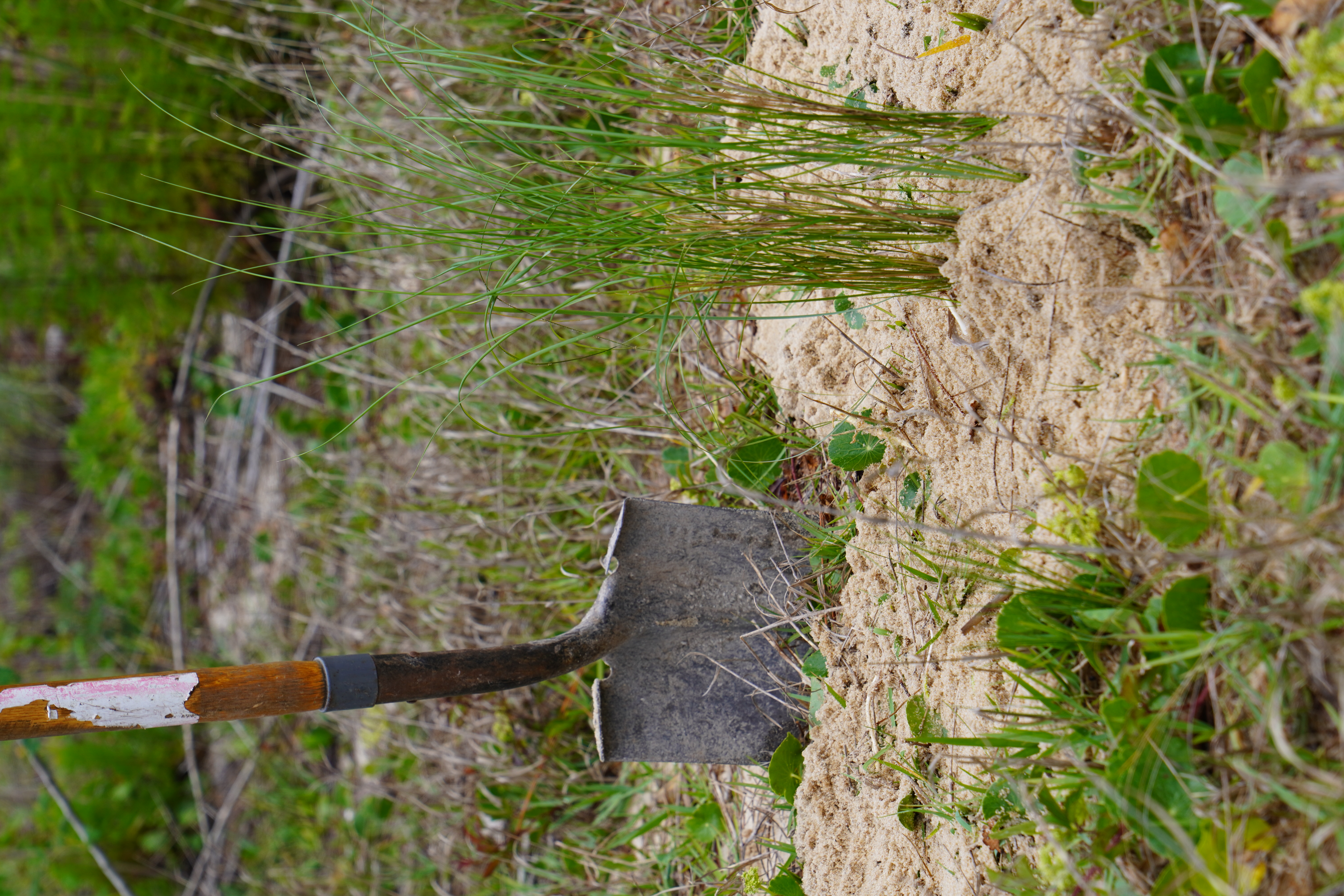 Shovel in dirt next to three planted grasses