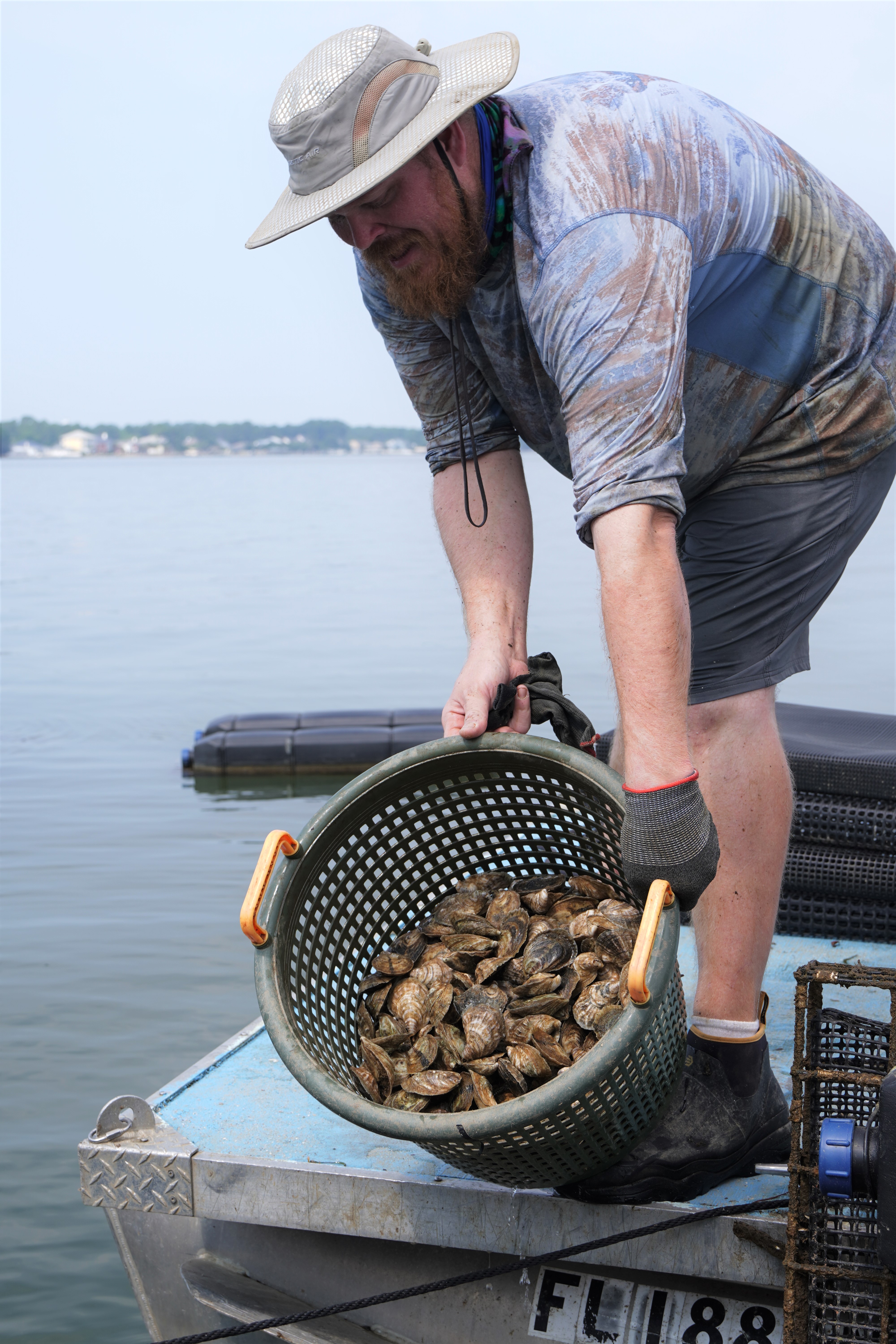 Oyster Farmer with basket of oysters