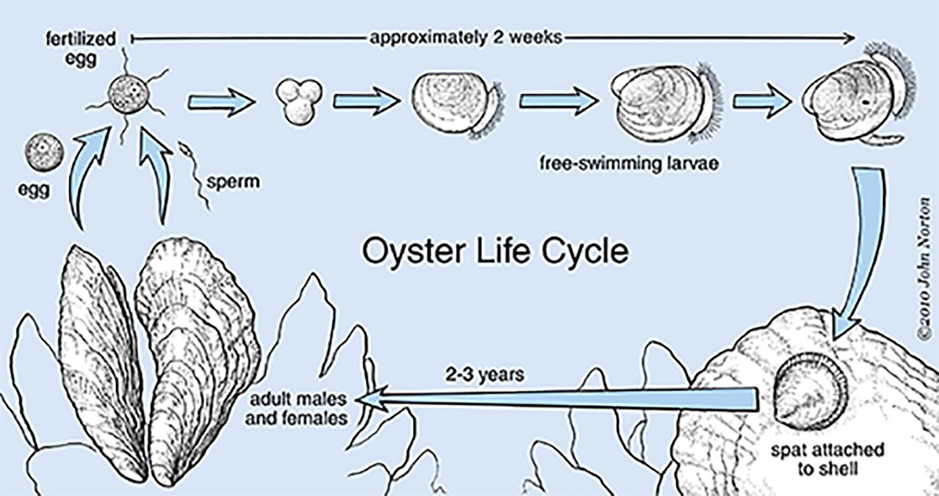 Oyster life cycle diagram 